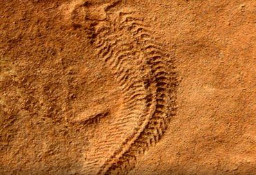 Why animals diversified on Earth: Cancer research provides clues