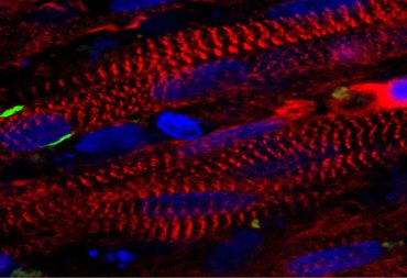 Engineers grow functioning human muscle from skin cells