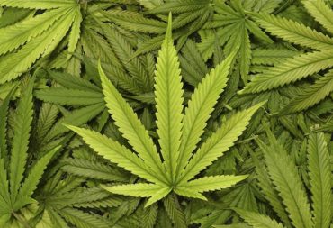 Cancer Institute Finally Admits Marijuana Kills Cancer