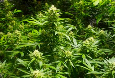 There Are Now 100 Scientific Studies That Prove Cannabis Cures Cancer