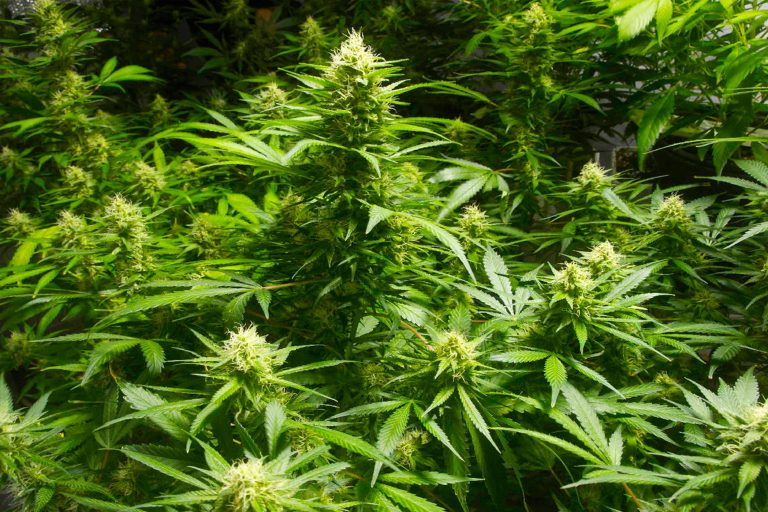There Are Now 100 Scientific Studies That Prove Cannabis Cures Cancer