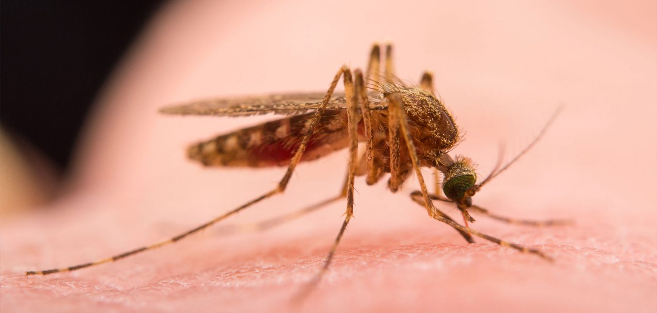 A Radical Plan to Exterminate Mosquitoes Just Received Major Funding From The Gates Foundation