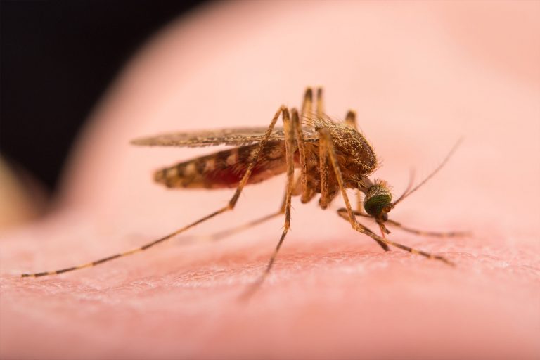 A Radical Plan to Exterminate Mosquitoes Just Received Major Funding From The Gates Foundation